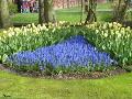 Grape Hyacinths / Muscari armeniacum 